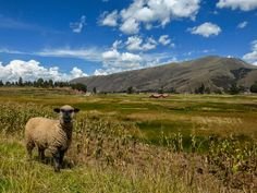 luis amantini kmv kawasaki